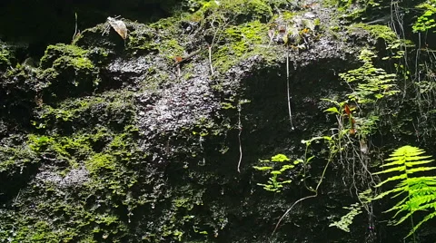 Small drops of water falling on rocks in forest- Los Tilos ( La Palma) Video stock 67486963
