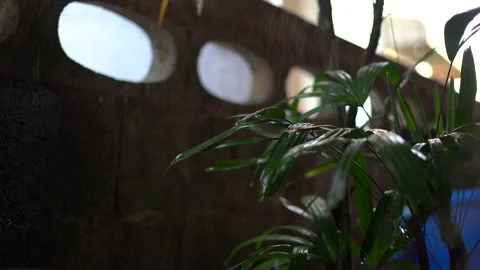 Small drops of water gently dripping onto a palm leaf, causing it to shake Stock Footage 236700474