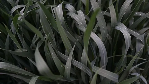 Small drops of water on wheat seedlings Stockbeeldmateriaal 130018922