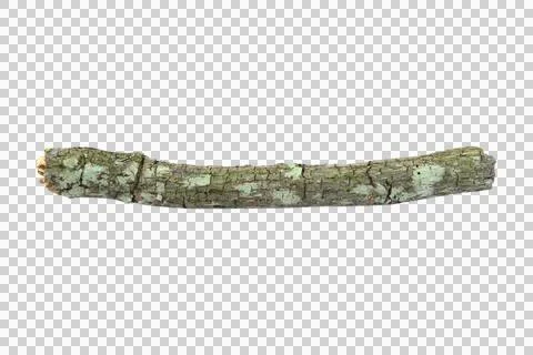 Small dry branches isolated on white background.Selection focus. Stock Photos