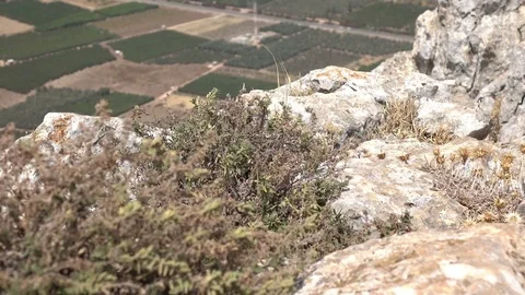 Small Dry Bush on Edge of Cliff Stock Footage 78246677