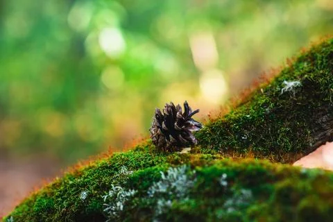 Small dry cone resting on lush green moss in forest Stock Photos
