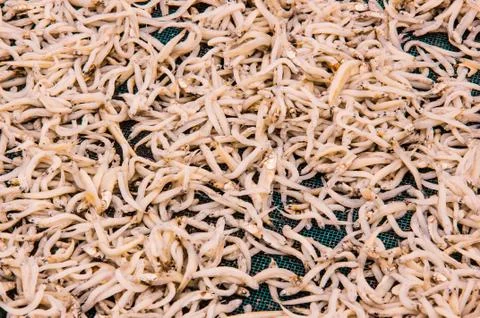 Small dry fish Stock Photos