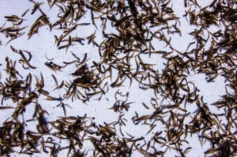 Small dry fish Stock Photos