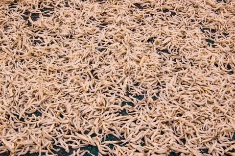 Small dry fish Stock-Fotos