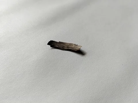 Small dry leaf fragment isolated on a clean white background, minimal nature  Foto stock