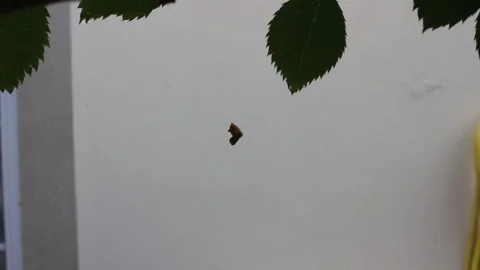 Small Dry Leaf Suspended in Invisible Spider Web Thread Stockbeeldmateriaal 341365958