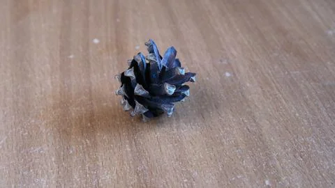 Small Dry Open Pine Cone Lying On Wooden Table With Texture And Scratches. Stock Photos