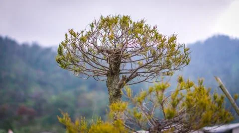 A small dry tree is in the centre position against the background 스톡 사진