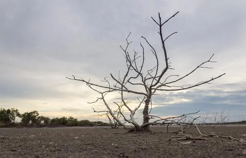 Small dry tree dead on dry land drought Stock Photos