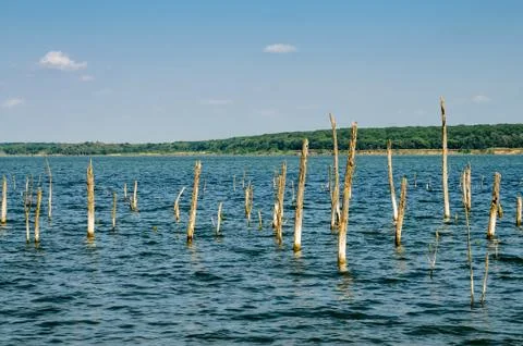 Small dry trees growing in river Stock Photos