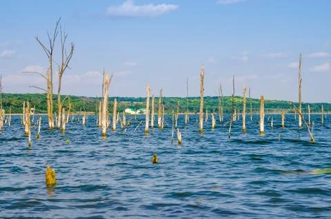 Small dry trees growing in river Stock Photos