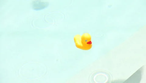Small Duck Big Pool Stock Footage 5504986
