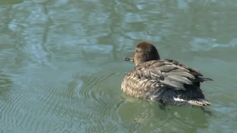 Small duck close-up swims in the river in slow motion 스톡 동영상 165559488