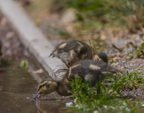 Small duck on green grass in spring sunny windy day Stock Photos