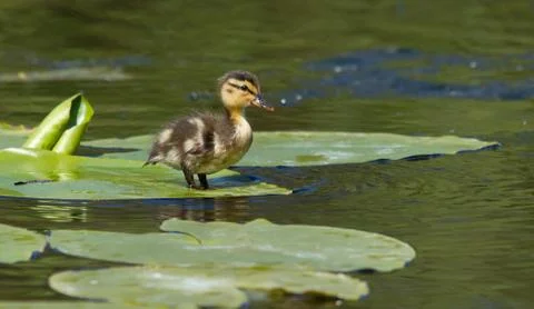 A small duck on a leaf Stock Photos