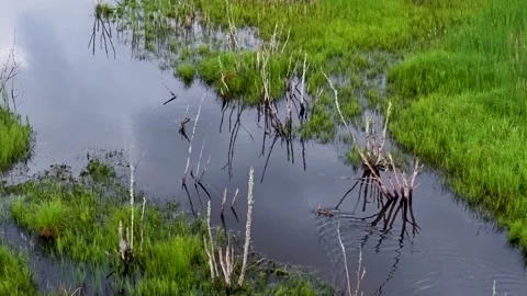 Small Duck Paddling Past Marsh Branches Stock Footage 346744268