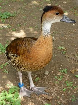 Small duck Stock Photos