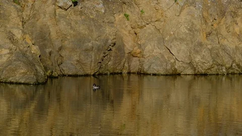 Small duck swimming and diving in calm waters reflecting rocky shore in water Vidéo 108647624