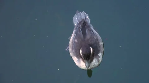  A small duck swimming Stock Footage 266675556