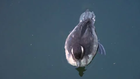 A Small duck swimming Stock Footage 266759118