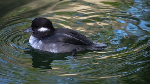 Small duck swimming Stock Footage 266852918
