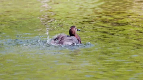 Small duck vigorously splashes and preens its feathers while swimming Stockbeeldmateriaal 334092524