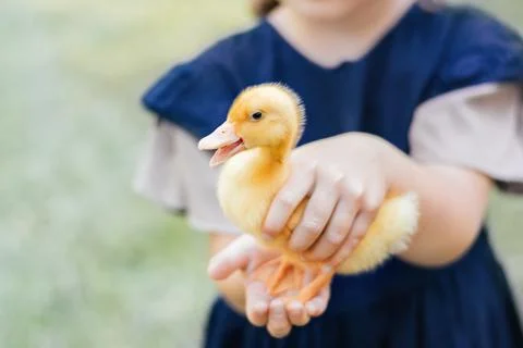 Small ducking in kid hands Stock Photos
