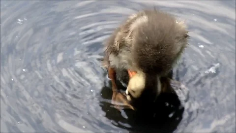 A small duckling cleaning its feathers in a pond Stock Footage 88488718