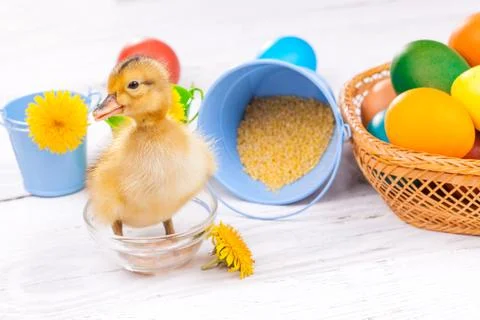 Small duckling with easter eggs Stock Photos