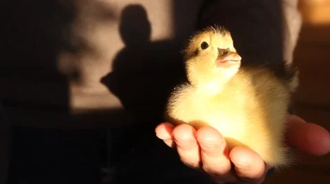 Small duckling Stock Footage 50179304