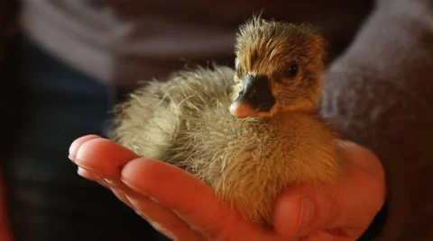 Small duckling Stock Footage 50179735