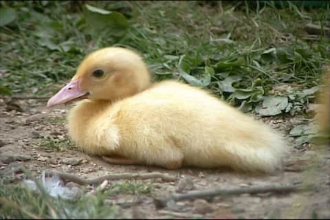 Small duckling Stock-Footage 53917242
