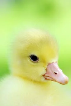 Small duckling  on green Stock Photos