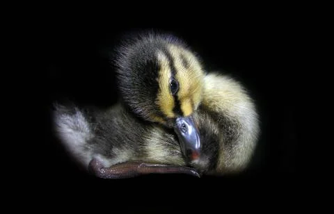 Small duckling Stock Photos
