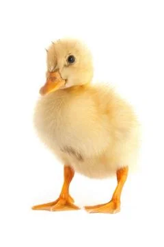 The small duckling Foto stock