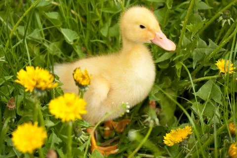 Small duckling Stock Photos