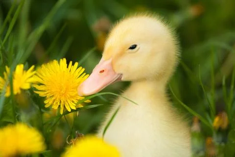 Small duckling 写真素材