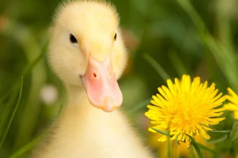 Small duckling Stock Photos
