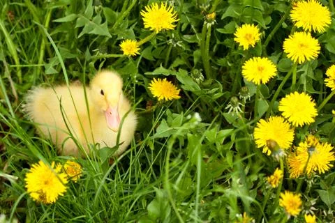 Small duckling Stock Photos
