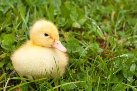 Small duckling 库存照片