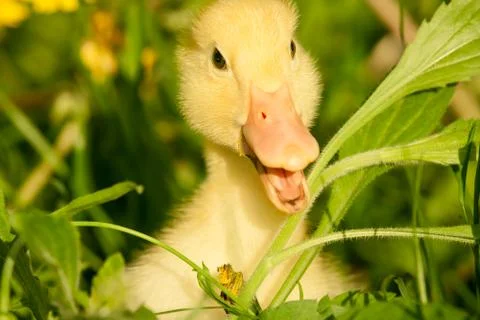 Small duckling Stock Photos