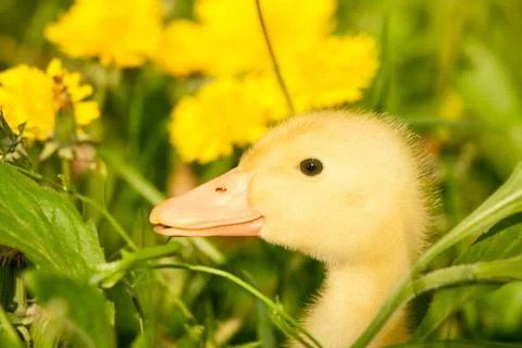 Small duckling Foto stock