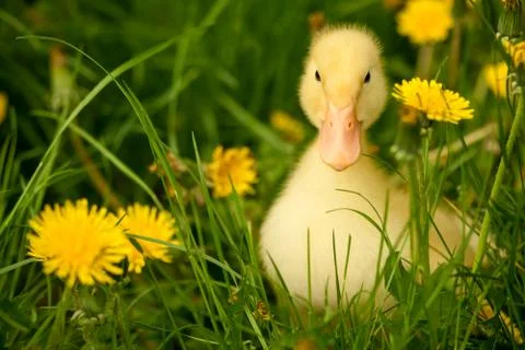 Small duckling Stock Photos