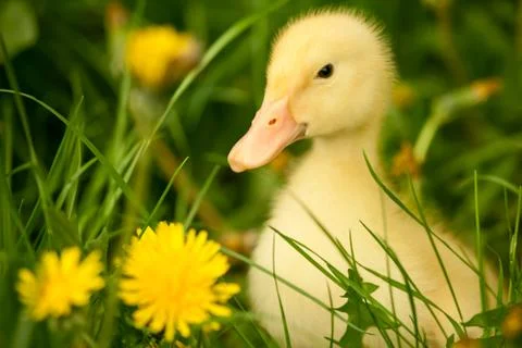 Small duckling Stock Photos