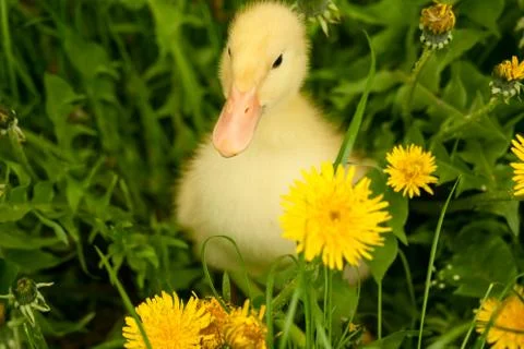 Small duckling Stock Photos
