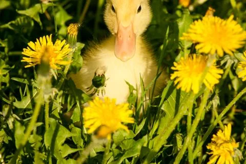 Small duckling 库存照片