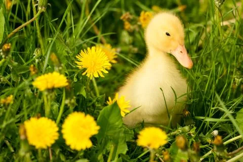 Small duckling Foto stock