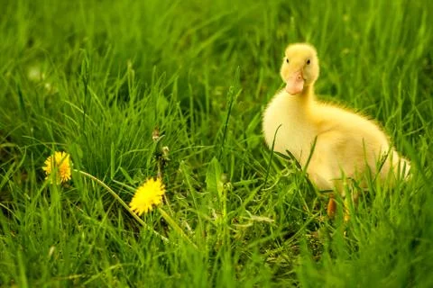 Small duckling Foto stock