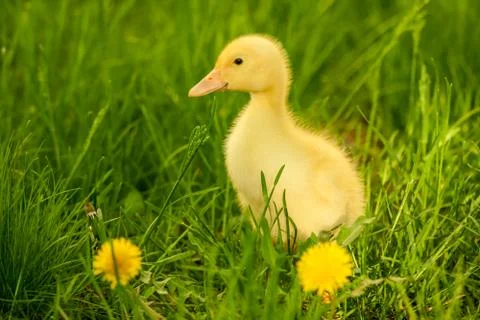 Small duckling Stock Photos